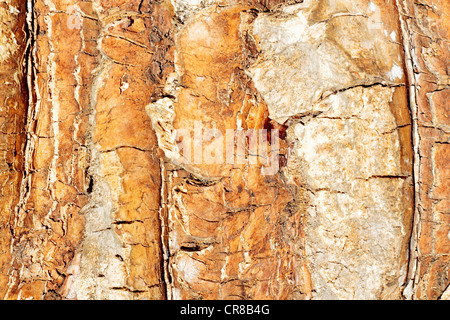 La texture de l'écorce de l'arbre de scène mettant en relief le relief Banque D'Images