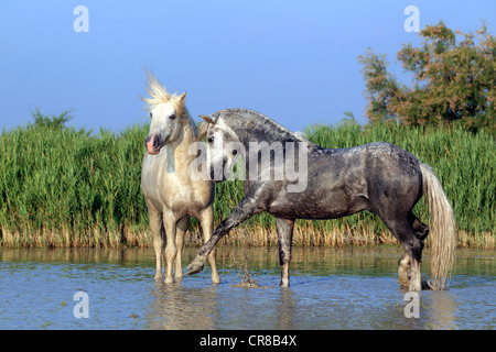 Chevaux Camargue (Equus caballus), deux étalons les combats dans l'eau, Saintes Maries-de-la-Mer, Camargue, France, Europe Banque D'Images