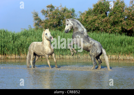 Chevaux Camargue (Equus caballus), deux étalons les combats dans l'eau, Saintes Maries-de-la-Mer, Camargue, France, Europe Banque D'Images