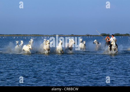 Chevaux Camargue (Equus caballus) avec deux cavaliers dans l'eau, Saintes Maries-de-la-Mer, Camargue, France, Europe Banque D'Images