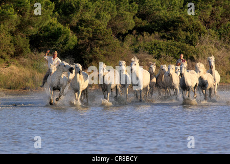 Chevaux Camargue (Equus caballus) avec deux cavaliers dans l'eau, Saintes Maries-de-la-Mer, Camargue, France, Europe Banque D'Images