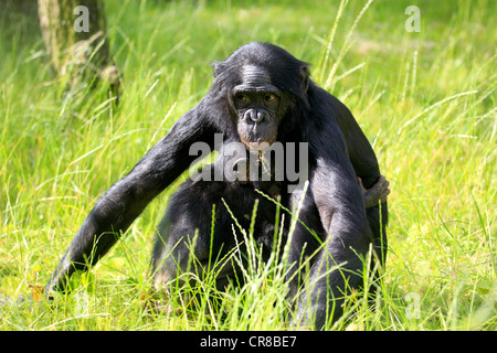Bonobo ou chimpanzé nain (pan paniscus), la mère et l'enfant, de l'Afrique Banque D'Images