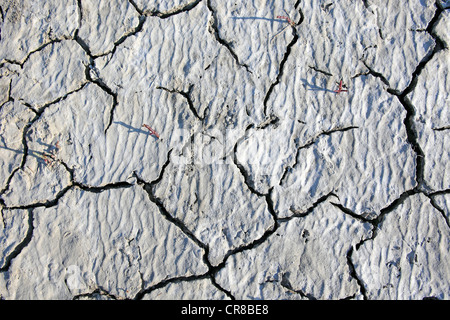 Surface du sol desséché, Saintes Maries-de-la-Mer, Bouches du Rhône, Camargue, France, Europe Banque D'Images