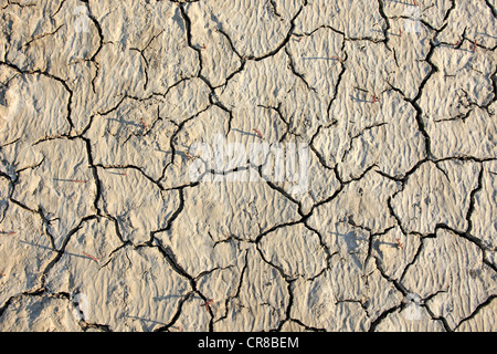 Surface du sol desséché, Saintes Maries-de-la-Mer, Bouches du Rhône, Camargue, France, Europe Banque D'Images