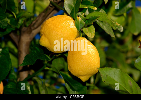 Citrons (Citrus limon), des fruits sur l'arbre, Solana Beach, Californie, USA Banque D'Images