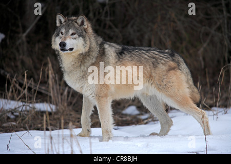 Wolf (Canis lupus), dans la neige en hiver, Montana, USA, Amérique du Nord Banque D'Images