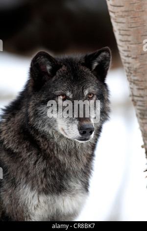 Wolf (Canis lupus), portrait, dans la neige en hiver, Montana, USA, Amérique du Nord Banque D'Images