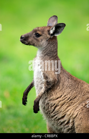 Kangourou gris de l'Ouest (Macropus fuliginosus), les jeunes, portrait, Cleland Wildlife Park, Australie du Sud, Australie Banque D'Images