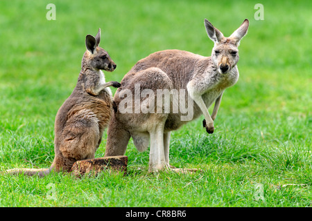 Kangourou gris de l'Ouest (Macropus fuliginosus), la mère et les jeunes, Cleland Wildlife Park, Australie du Sud, Australie Banque D'Images
