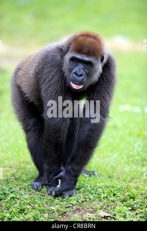 Gorille de plaine de l'ouest (Gorilla gorilla), juvénile, captive, Florida, USA, Amérique du Nord Banque D'Images