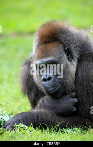 Gorille de plaine de l'ouest (Gorilla gorilla), adulte, femme, captive, Florida, USA, Amérique du Nord Banque D'Images