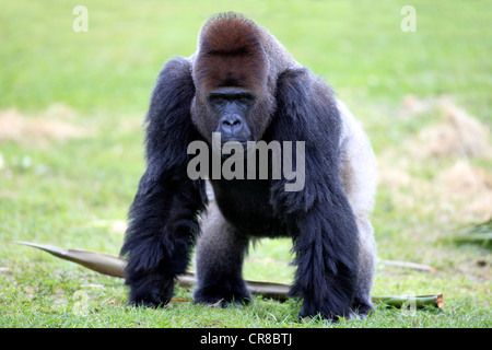 Gorille de plaine de l'ouest (Gorilla gorilla), adulte, homme, Silverback, captive, Florida, USA, Amérique du Nord Banque D'Images