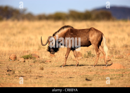 Le Gnou noir à queue blanche ou Gnu (Connochaetes gnou), adulte, Mountain Zebra National Park, Afrique du Sud, l'Afrique Banque D'Images