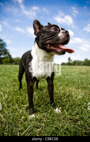 Boston terrier en plein air Banque D'Images