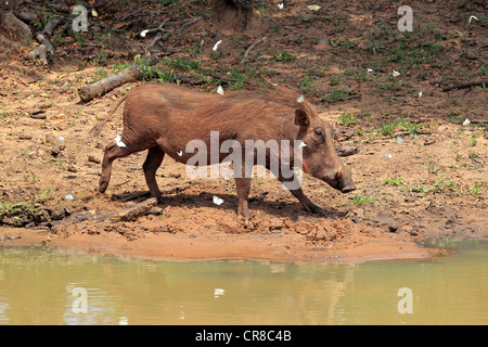 Désert phacochère (Phacochoerus aethiopicus), Mkuze, Natal, Afrique du Sud, l'Afrique Banque D'Images