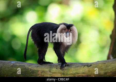 Wanderoo, lion-tailed macaque (Macaca silène), les subadultes, captive, à Singapour, en Asie du sud-est Banque D'Images