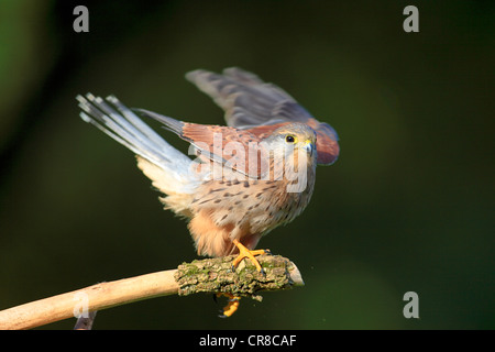 Crécerelle (Falco tinnunculus), adulte, homme, perché sur un look-out, l'Allemagne, de l'Europe Banque D'Images
