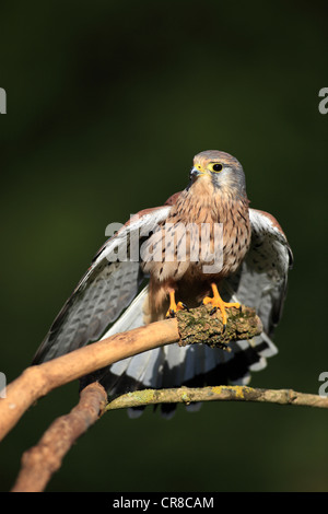Crécerelle (Falco tinnunculus), adulte, homme, perché sur un look-out, l'Allemagne, de l'Europe Banque D'Images