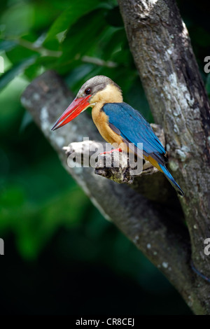 Stork-billed Kingfisher (Pelargopsis capensis), adulte perché sur arbre, Singapour, l'Asie Banque D'Images