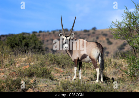 Ou Gemsbuck gemsbok (Oryx gazella), adulte, Mountain Zebra National Park, Afrique du Sud, l'Afrique Banque D'Images