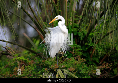 Grande Aigrette (Egretta alba), des profils perché sur arbre, en plumage nuptial, Florida, USA Banque D'Images