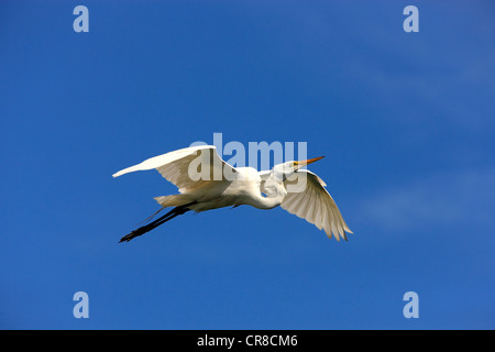 Grande Aigrette (Egretta alba), adulte, en vol sur fond de ciel bleu, Florida, USA Banque D'Images