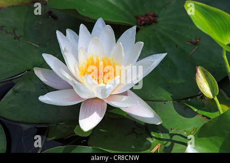 Nénuphar blanc (Nymphaea alba), la floraison, l'étang de jardin, Germany, Europe Banque D'Images