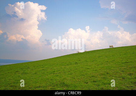 Vaches qui paissent dans une pente, sous un ciel nuageux Banque D'Images