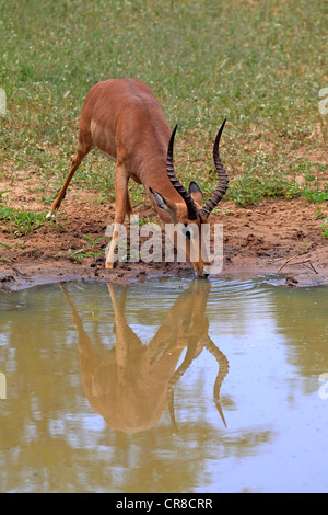 Impala (Aepyceros melampus), adulte, homme, l'eau, de boire, de Sabi Sabi Game Reserve, Kruger National Park, Afrique du Sud Banque D'Images