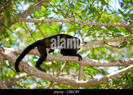 Hurleurs Alouatta caraya (noir), adulte, arbre, Roatan, Honduras, Amérique Centrale, Amérique Latine Banque D'Images