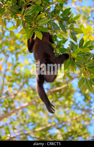 Hurleurs Alouatta caraya (noir), adulte, arbre, nourriture, Roatan, Honduras, Amérique Centrale, Amérique Latine Banque D'Images