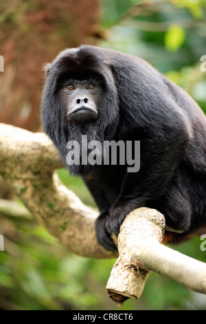 Hurleurs Alouatta caraya (noir), adulte, homme, sur un arbre, au repos, en captivité, en Asie du sud-est de Singapour Banque D'Images