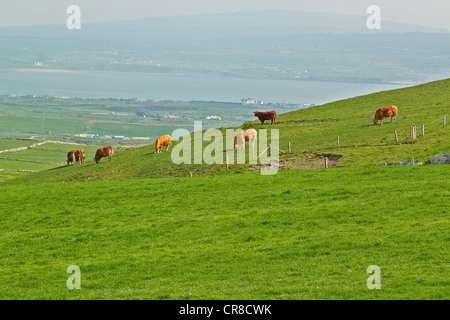 Vaches paissant dans une prairie irlandaise vert Banque D'Images
