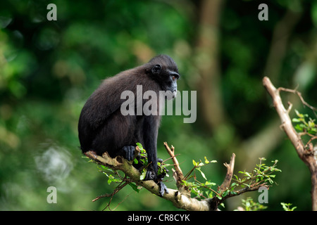 Les Célèbes crested macaque (Macaca nigra), les subadultes, captive, à Singapour, en Asie du sud-est Banque D'Images