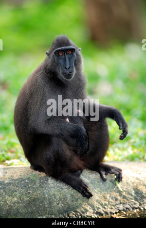 Les Célèbes crested macaque (Macaca nigra), femme, adulte, captive, à Singapour, en Asie du sud-est Banque D'Images