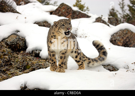 Léopard des neiges (Uncia uncia), des profils, de recherche de nourriture, la neige, captive, Montana, USA Banque D'Images