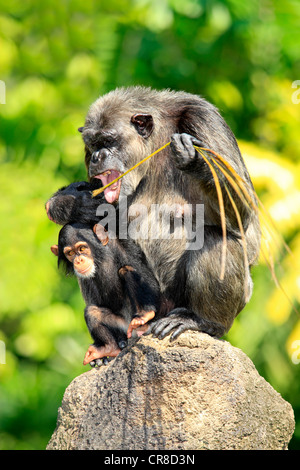 Chimpanzé (Pan troglodytes troglodytes), mère, femme, l'alimentation, et les jeunes, captive, à Singapour, en Asie du sud-est Banque D'Images