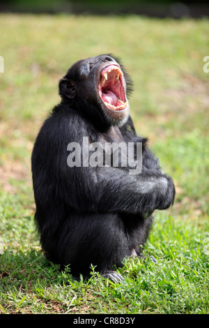 Chimpanzé (Pan troglodytes troglodytes), homme, bâillements, captive, Florida, USA Banque D'Images