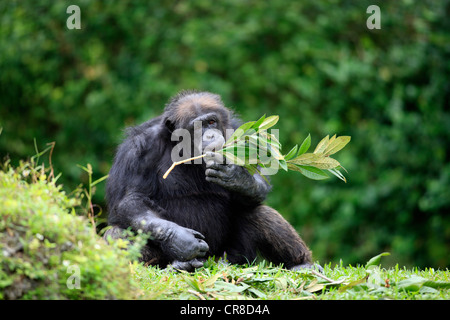 Chimpanzé (Pan troglodytes troglodytes), homme, alimentation, captive, Florida, USA Banque D'Images