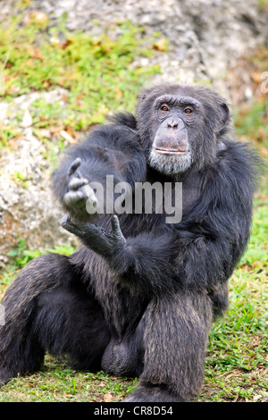 Chimpanzé (Pan troglodytes troglodytes), homme, mendicité, captive, Florida, USA Banque D'Images