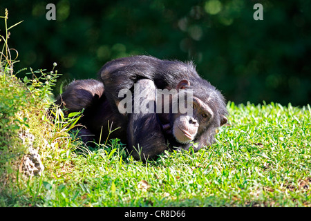 Chimpanzé (Pan troglodytes troglodytes), les subadultes, repos, captive, Florida, USA Banque D'Images