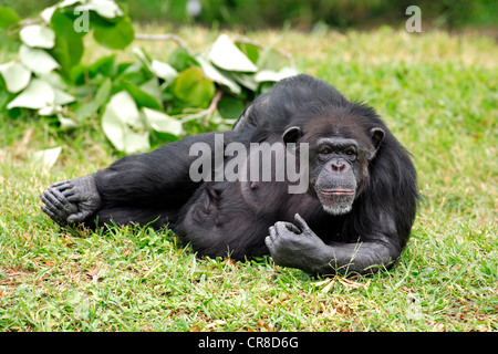 Chimpanzé (Pan troglodytes troglodytes), les subadultes, repos, captive, Florida, USA Banque D'Images