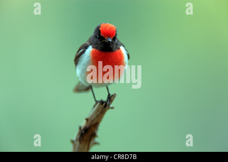 Red-capped Robin (Petroica goodenovii), adulte, perché sur une branche, Outback, Territoire du Nord, Australie Banque D'Images