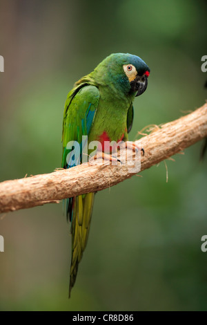 Blue-winged Macaw (ara'Illiger ou Larus maracana), adulte, perché sur l'arbre, Florida, USA Banque D'Images