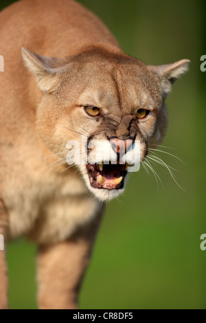 Cougar ou Puma (Puma concolor, Felis concolor), adulte, cracher, menaçant, Minnesota, USA Banque D'Images