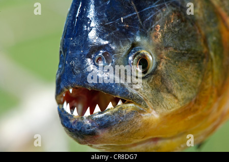 Le piranha à ventre rouge (Pygocentrus nattereri), adulte, portrait, Pantanal, Brésil, Amérique du Sud Banque D'Images