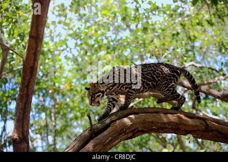 L'Ocelot (Leopardus pardalis, Felis pardalis), mâle adulte sur un arbre, au Honduras, Amérique Centrale Banque D'Images