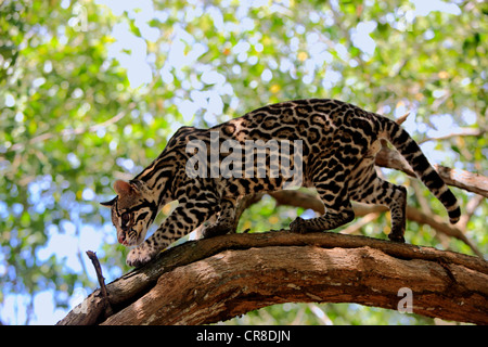 L'Ocelot (Leopardus pardalis, Felis pardalis), mâle adulte sur un arbre, au Honduras, Amérique Centrale Banque D'Images