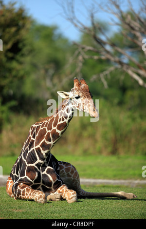 Giraffe réticulée (Giraffa camelopardalis reticulata), adulte, le mensonge, en captivité, Florida, USA Banque D'Images