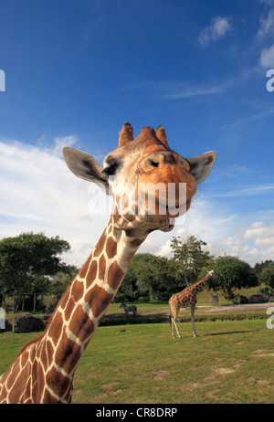 Giraffe réticulée (Giraffa camelopardalis reticulata), adulte, portrait, en captivité, Florida, USA Banque D'Images